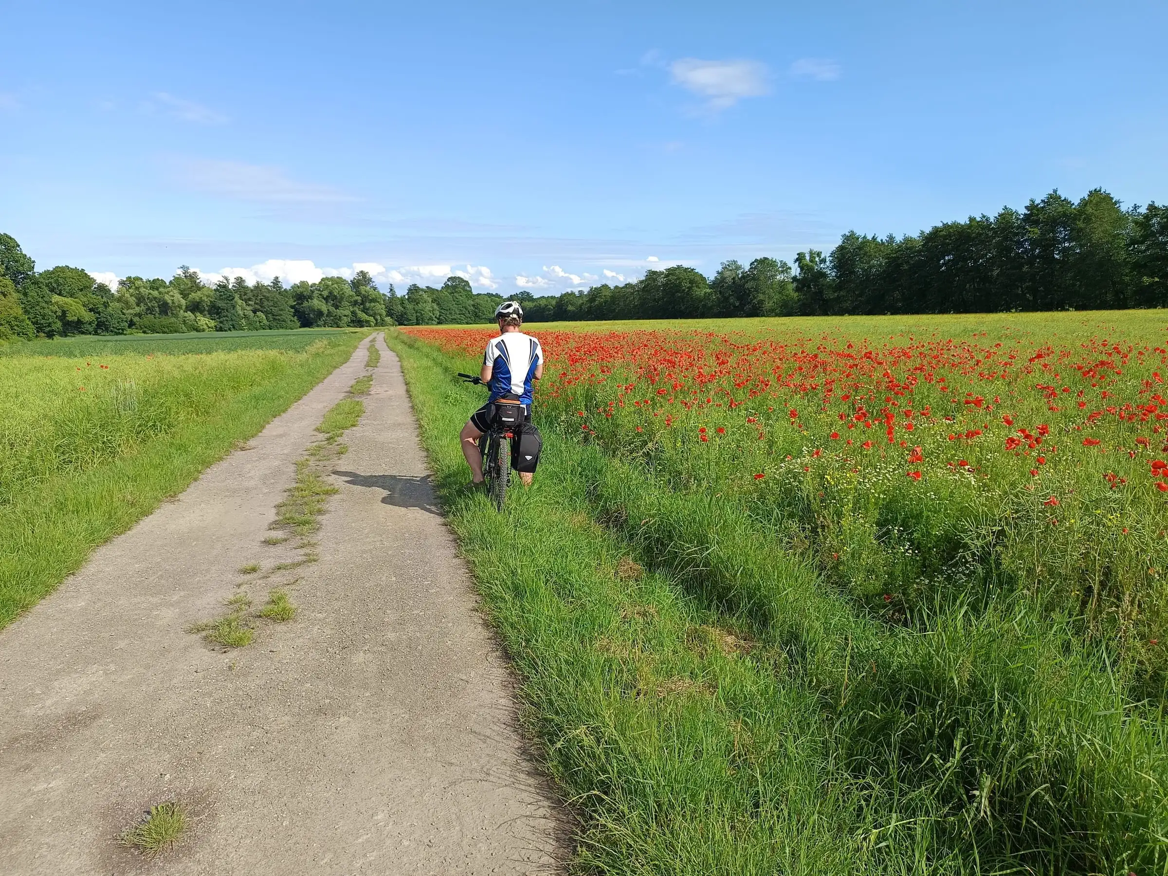 Cyklista na polní cestě u Dolního Benešova, vedle pole s vlčími máky.